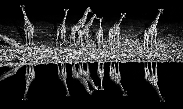 Giraffe Symphony, Namibia - Rafael Rojas