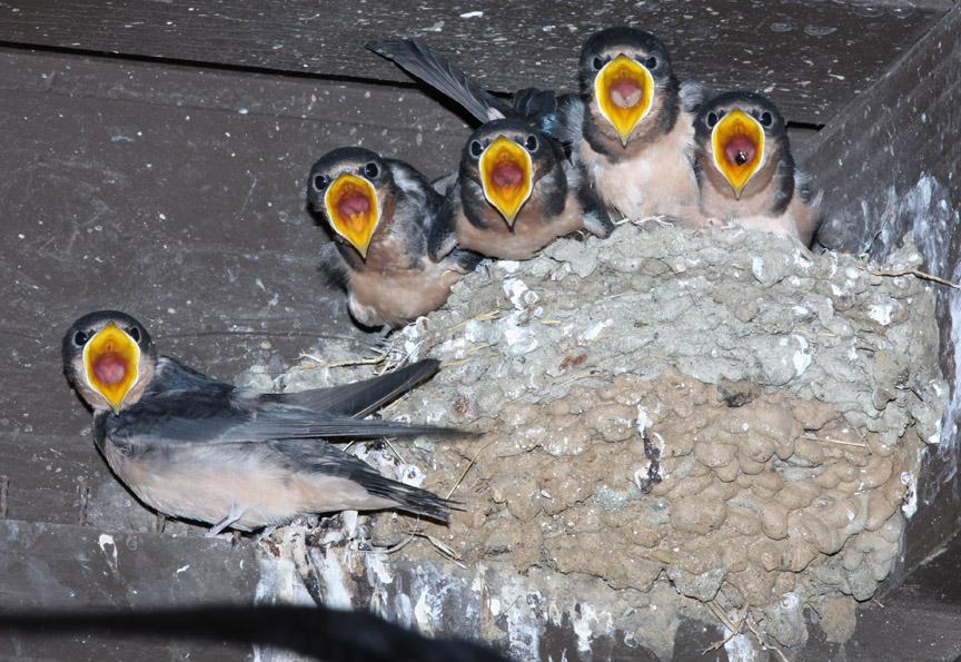 Nesting barn swallows awaiting being fed in Los Angeles underpass