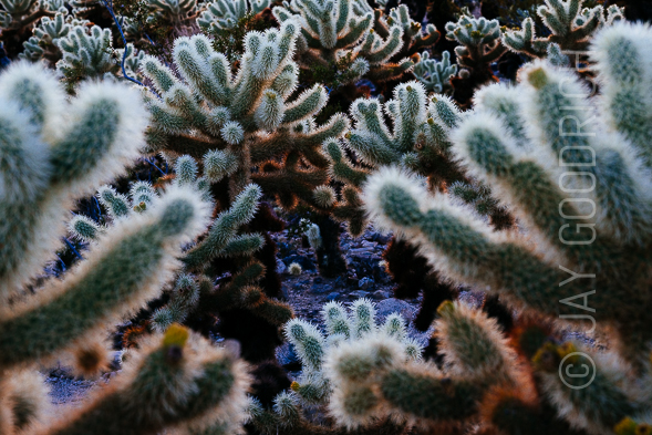 Cholla Cactus Desert Mojave California by Jay Goodrich