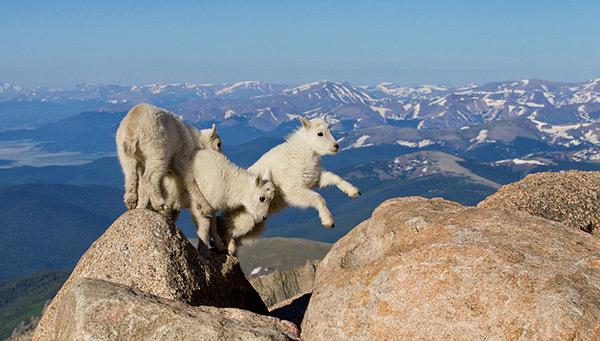 Kid goats playing on Mount Evans in Colorado with the Rocky Mountain Range in the background telephoto wildlife