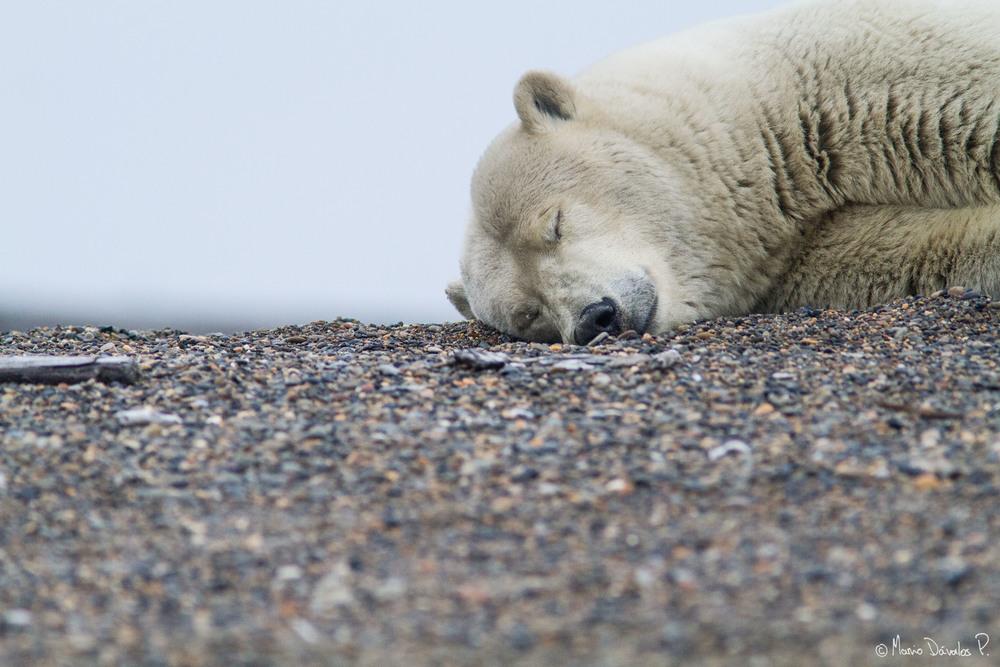 Sleeping polar bear after eating mukluk in Kaktovik, Alaska
