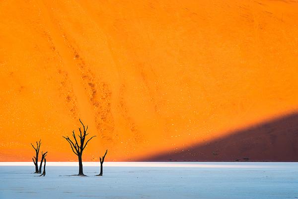Trees and shadow - Namibia
