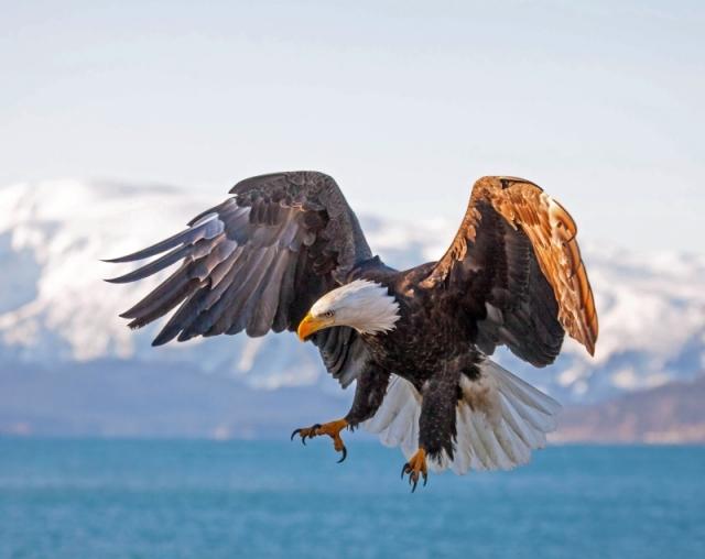 'Bald Eagle In Flight' by Angie Middleton