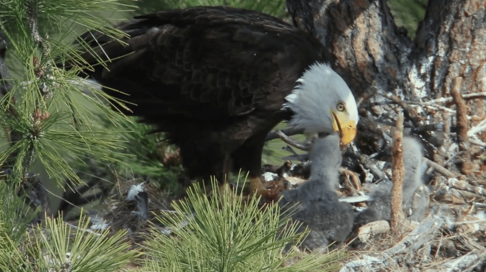 Nesting Bald Eagles Of Smith Rock Oregon