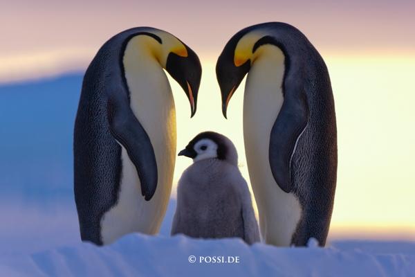 A young Emperor penguin chick is fed by its parents in a heart shape on the Wedell Sea in Antarctica 