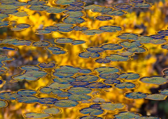 'Pools of Gold' by Dean Cobin