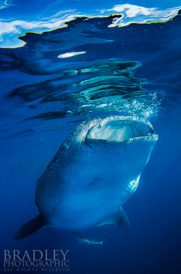 Whale shark (Rhincodon typus), Isla Mujeres, Mexico