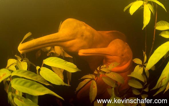 An Amazon River Dolphin or 
