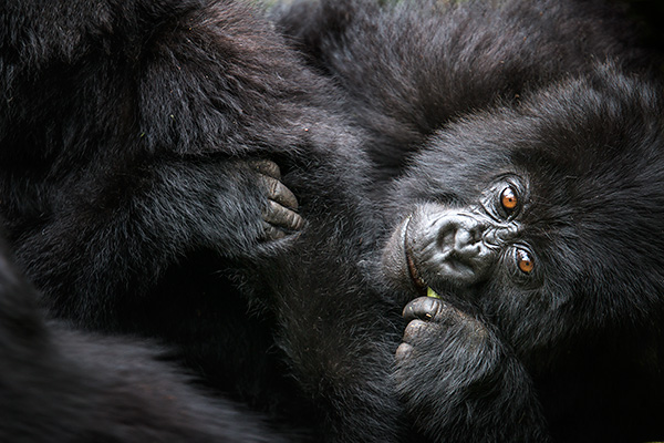 Baby mountain gorilla, Volcanoes National Park, Rwanda (by Ian Plant)