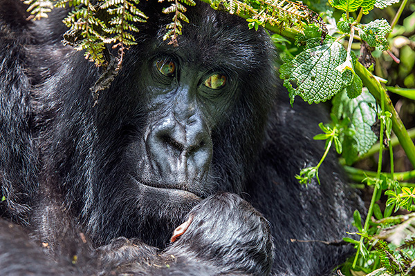 A mountain gorilla holds her baby, Volcanoes National Park, Rwanda (by Ian Plant)