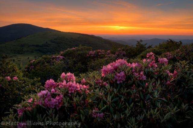 'Rhododendron Sunset' by Matt Williams