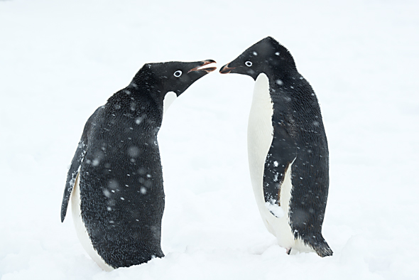 Adelie Penguins (Pygoscelis adeliae) in snow, Antarctic Peninsula, Antarctica