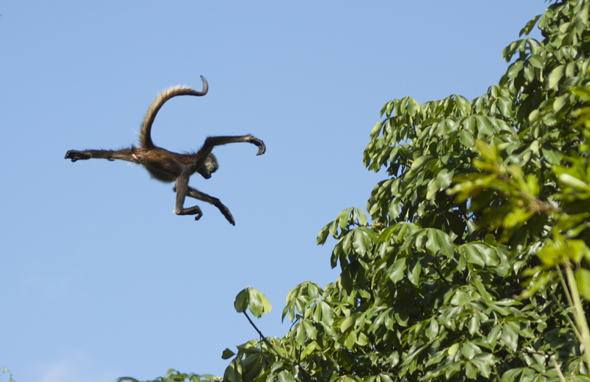 Yucatan Spider Monkey (Ateles geoffroyi yucatanensis), Wild,  Yucatan Peninsula, MEXICO - ENDANGERED