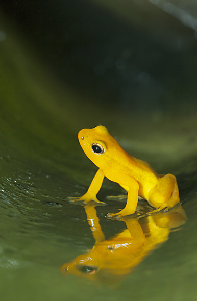 Golden Rocket Frog Kaieteur Falls, Kaieteur National Park, Guyana