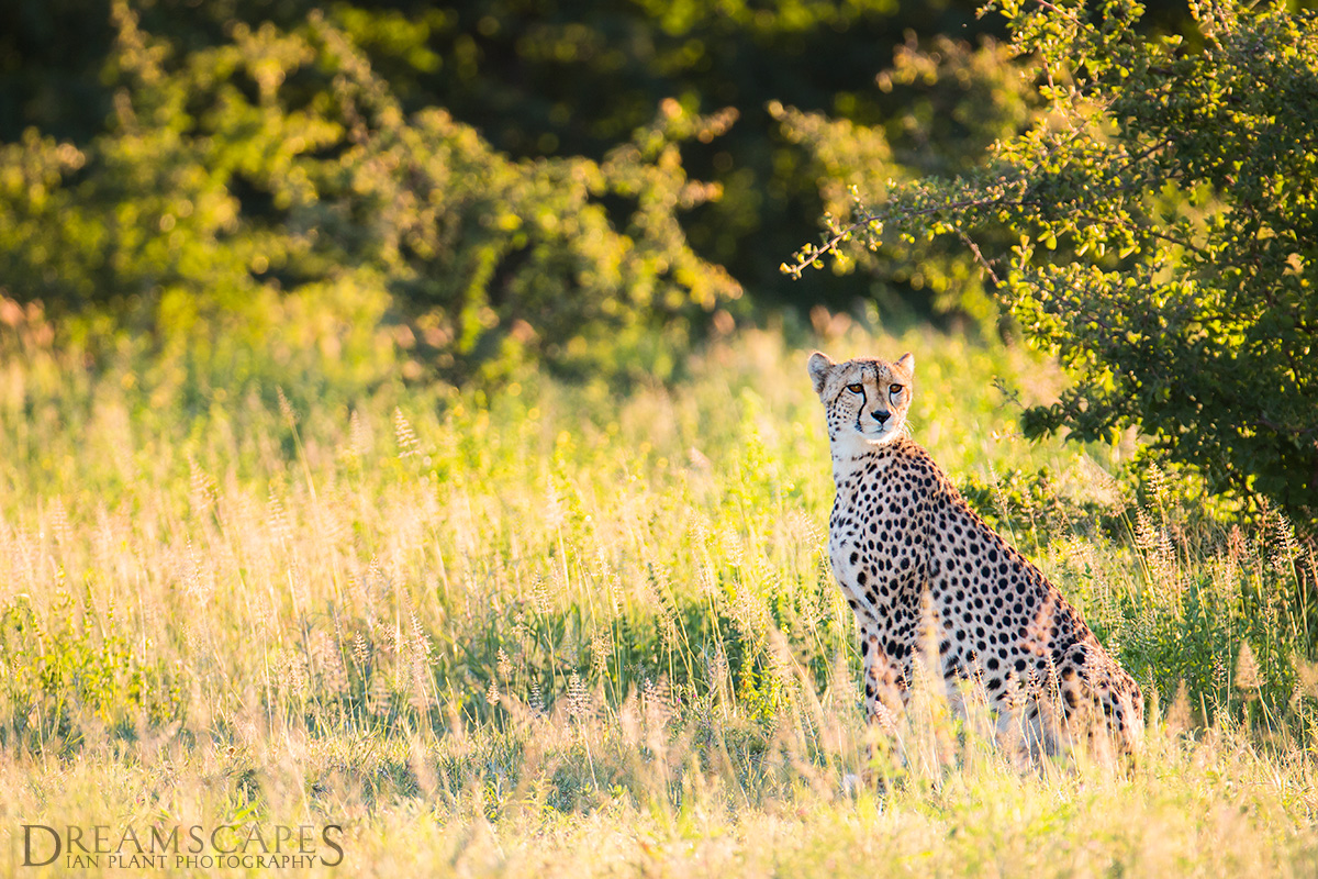 Cheetah-sitting-in-grass-2,-Nxai-Pan-National-Park,-Botswana