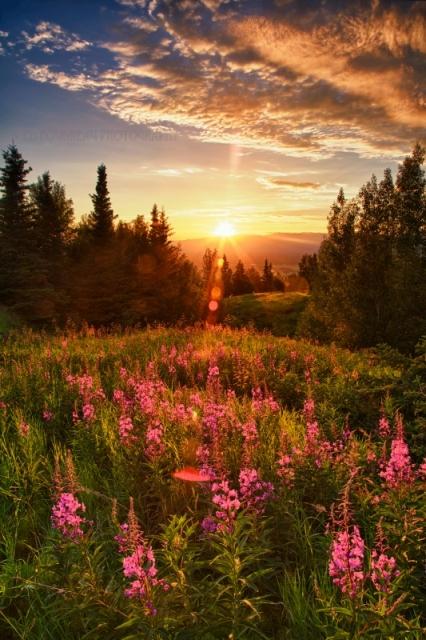 'Fireweed' by Ed Boudreau
