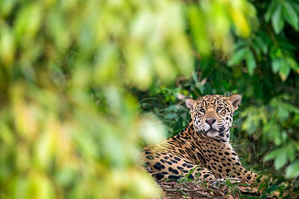 Jaguar-resting-in-forest,-Pantanal,-Brazil
