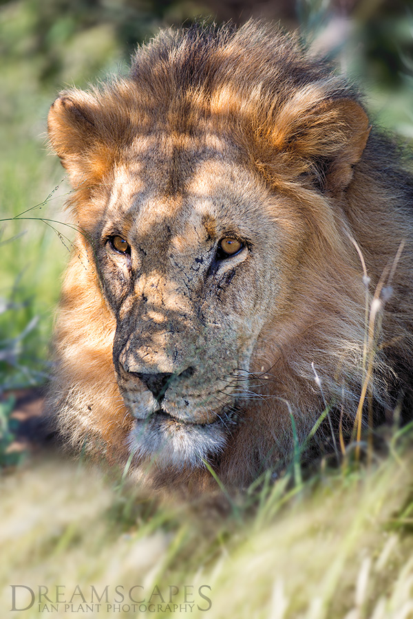 Lion-lying-in-grass,-Central-Kalahari-Game-Reserve,-Botswana