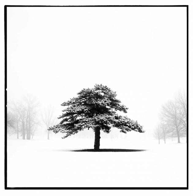 'Lone Tree' by Jack Curran