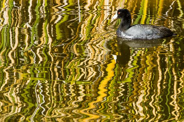 Coot In Reflection by Jay Goodrich