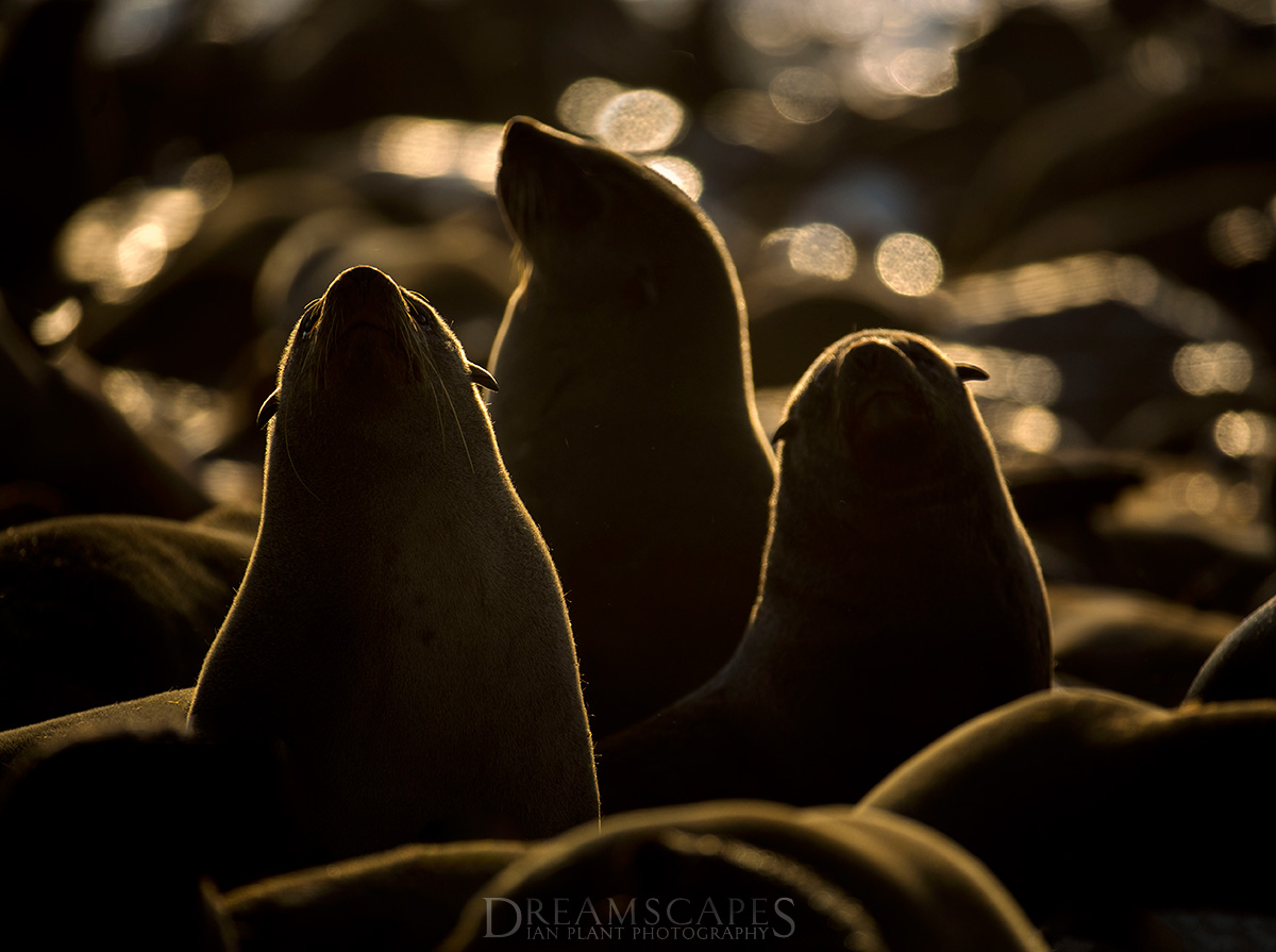 Trio-of-cape-fur-seals-rimlit-at-sunset,-Cape-Cross-Seal-Reserve,-Namibia