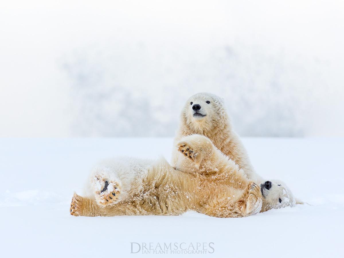 Two-polar-bear-cubs-and-crashing-wave,-Arctic-National-Wildlife-Refuge,-Alaska,-USA