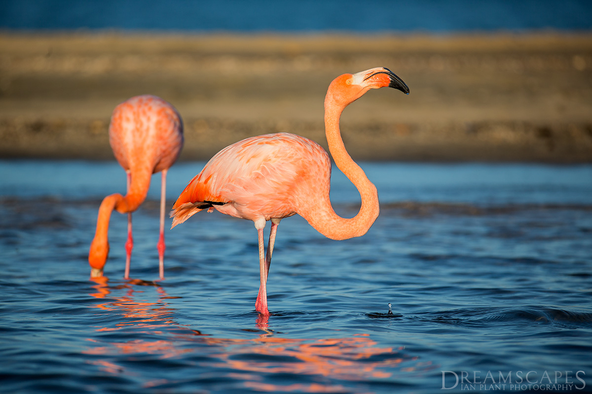 Flamingoes-3,-Floreana-Island,-Galapagos-National-Park,-Ecuador