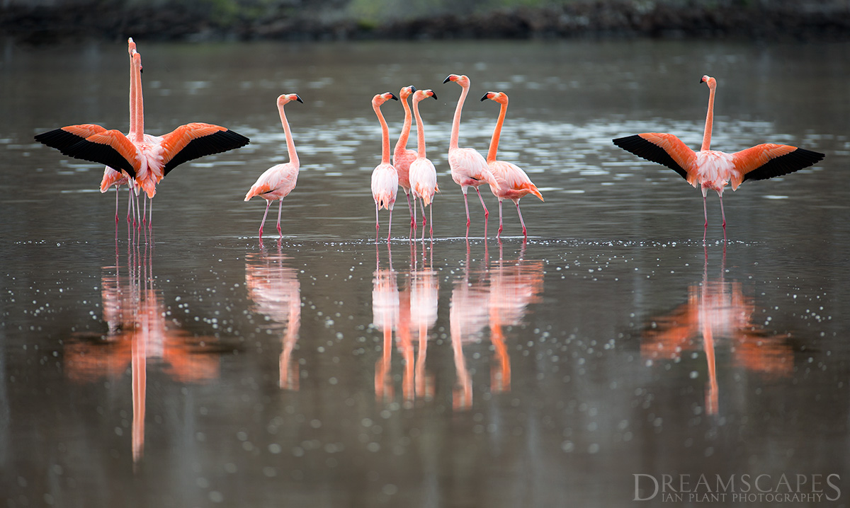 Flamingoes-4,-Floreana-Island,-Galapagos-National-Park,-Ecuador