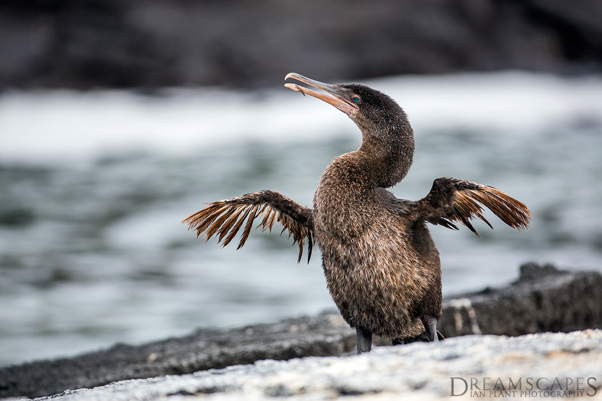 Flightless-cormorant,-Fernandina-Island,-Galapagos-National-Park,-Ecuador