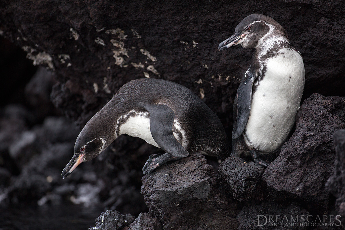 Galapagos-penguins-on-rock,-Isabela-Island,-Galapagos-National-Park,-Ecuador