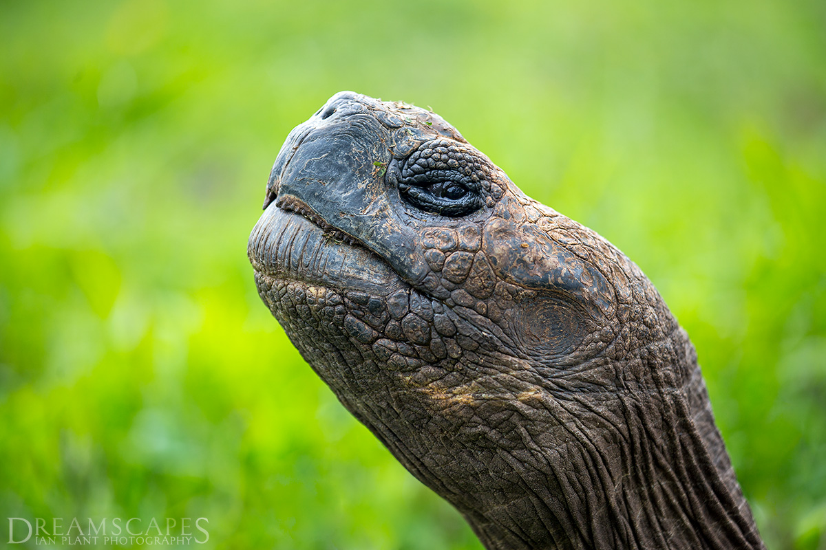 Giant-tortoise,-Santa-Cruz-Island,-Galapagos-National-Park,-Ecuador