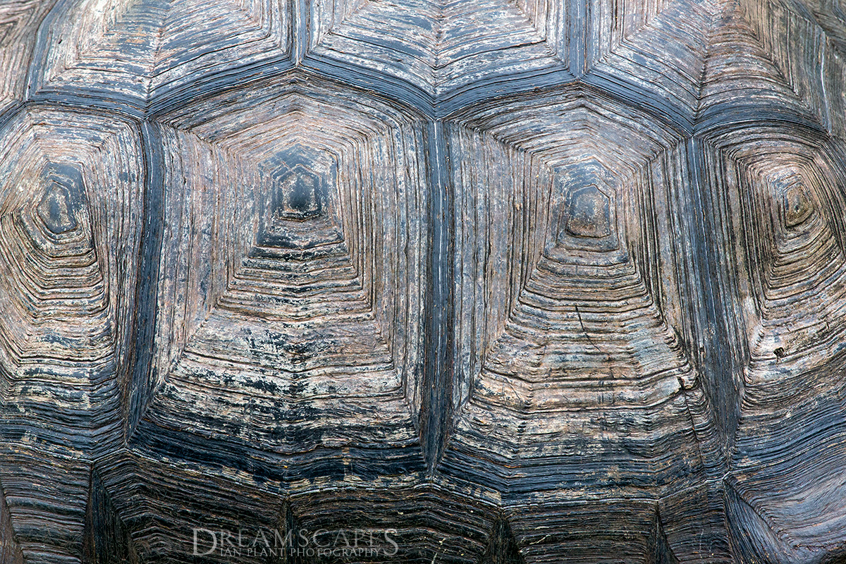 Giant-tortoise-shell-2,-Santa-Cruz-Island,-Galapagos-National-Park,-Ecuador