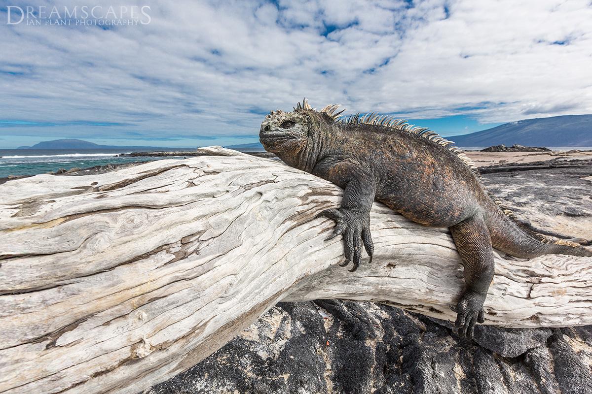 Marine-iguana-3,-Fernandina-Island,-Galapagos-National-Park,-Ecuador
