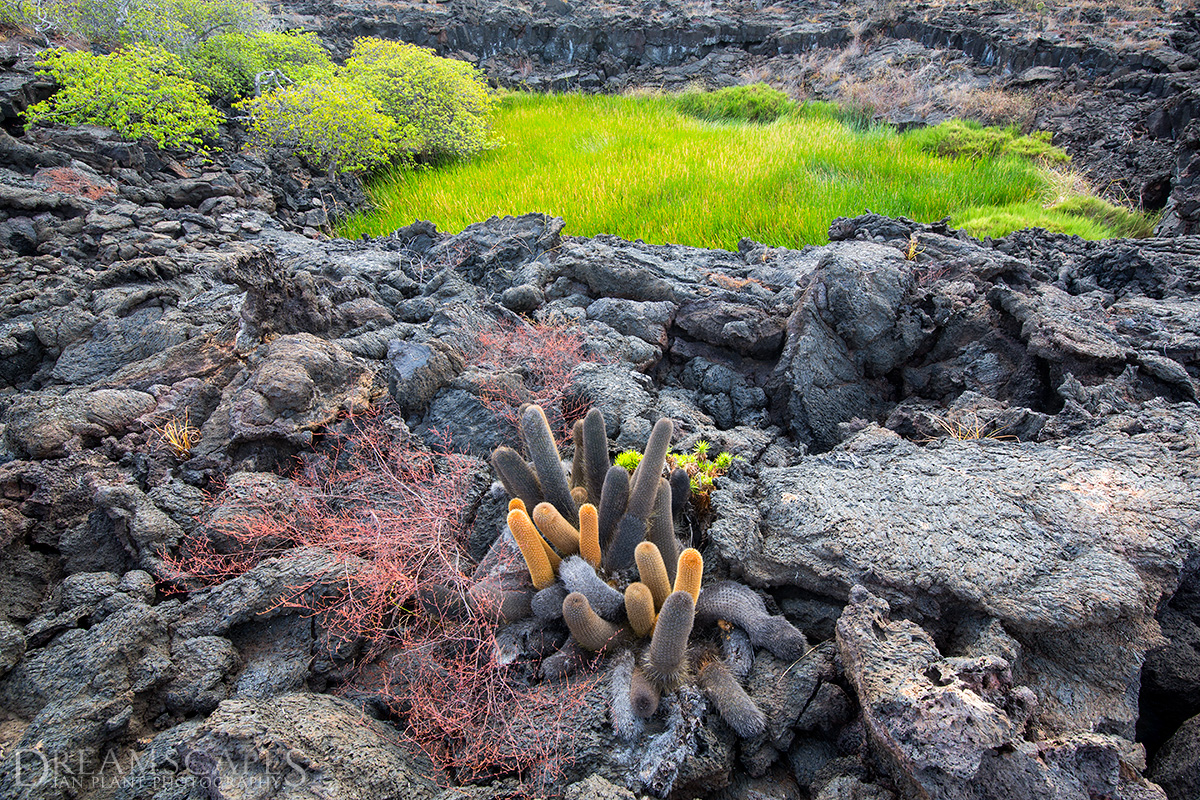 Plants-growing-in-a-lava-field,-Isabela-Island,-Galapagos-National-Park,-Ecuador