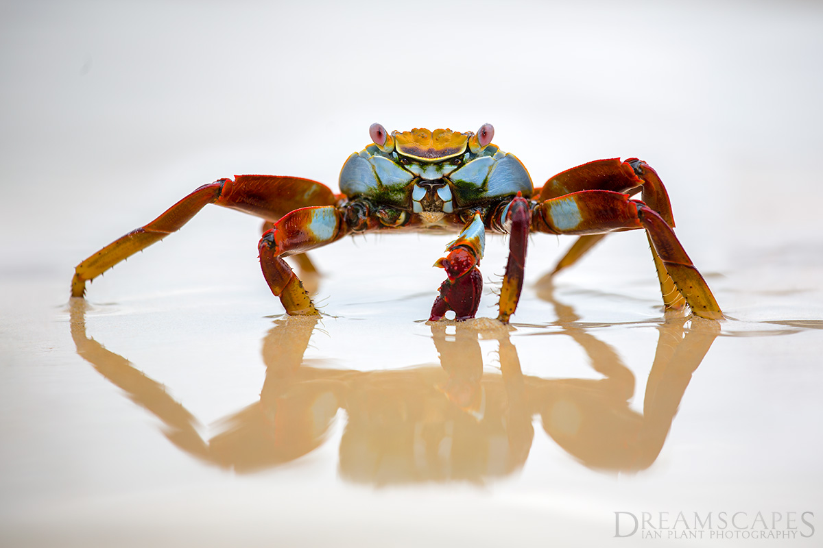 Sally-lightfoot-crab,-Floreana-Island,-Galapagos-National-Park,-Ecuador