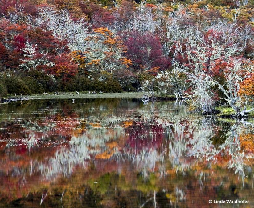 This Ñirre forest reflected in a still pond (called a mallín) in Chilean Patagonia was shot in the alpenglow about twenty minutes after sunset when the colors briefly become luminous from reflected sunset light. 2.5 sec at ƒ/22, ISO 100, 105mm (24-105mm lens) on a tripod.