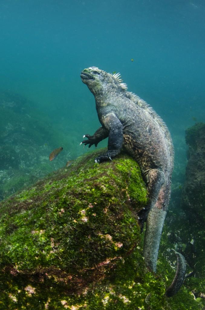 Marine Iguana (Amblyrhynchus cristatus) underwater Fernandina Island GALAPAGOS ISLANDS ECUADOR.  South America ENDEMIC TO THE ISLANDS