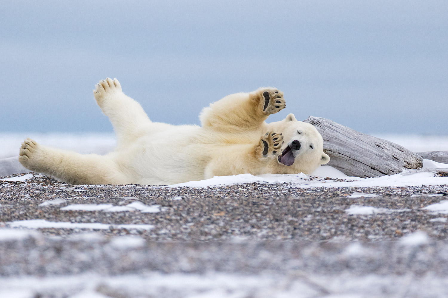 Polar-bear-stretching-after-nap-3,-Arctic-National-Wildlife-Refuge,-Alaska,-USA