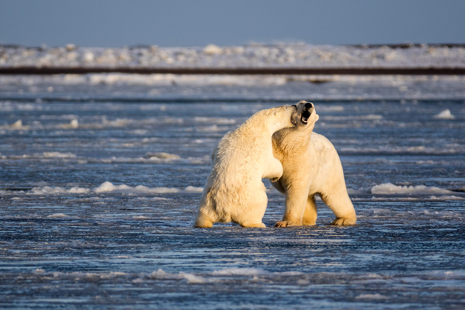 Polar-bears-1