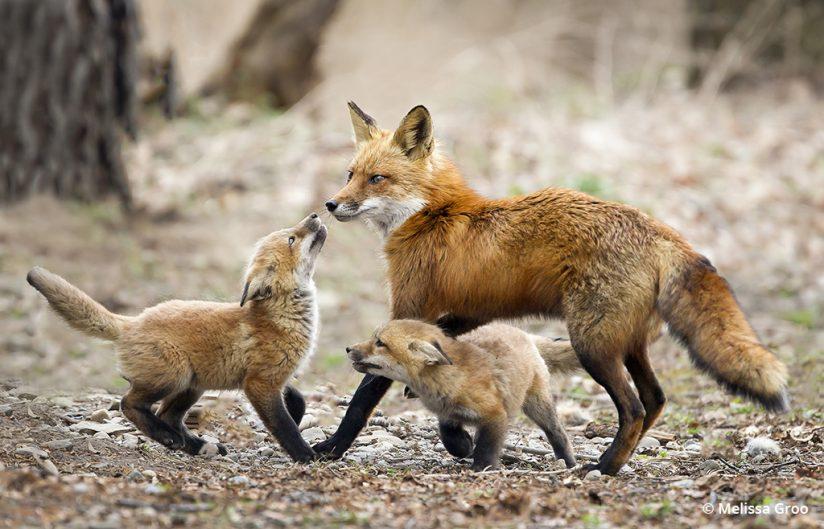 Red fox, upstate New York