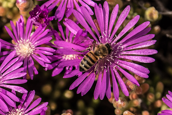 Here's a cropped version of the above image to show the bee in greater detail. Photo by Wes Pitts.