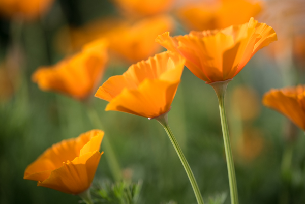 Another composition of California Poppies that I thought turned out well. Photo by Wes Pitts.
