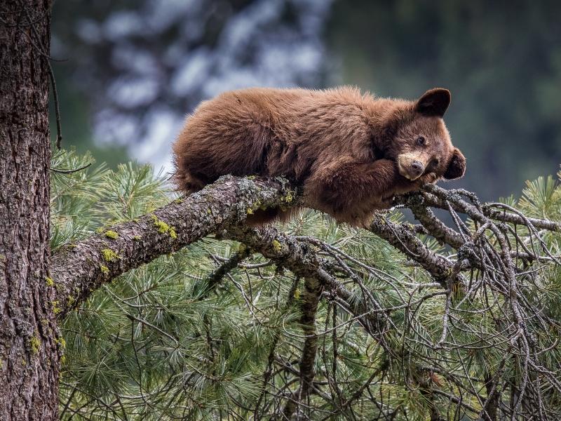 Sequoia National Park bear cub