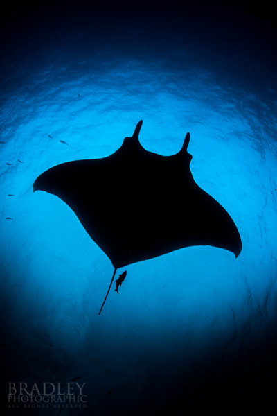 A silhouette of a giant manta ray at San Benedicto Island, Mexico.