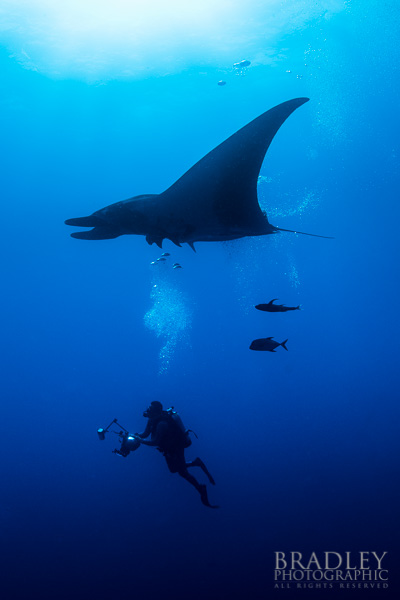A manta ray slowly passes over a divers bubbles at The Boiler in Benedicto Island, Mexico.