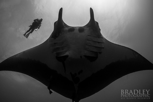 Giant manta rays can have wing spans wider than 20 feet making us divers appear comparatively small.