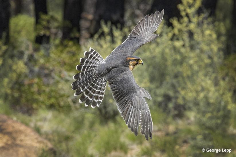 Aplomado falcon © George Lepp