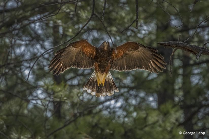 Swainson’s hawk © George Lepp