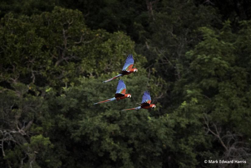 Macaws fly across Bonito’s Buraco das Araras (Macaws’ Hole).