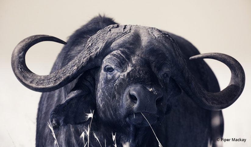 This portrait of a Cape buffalo was photographed in full light against the solid sky background. Infrared brought out subtle color tones. Maasai Mara, Kenya.